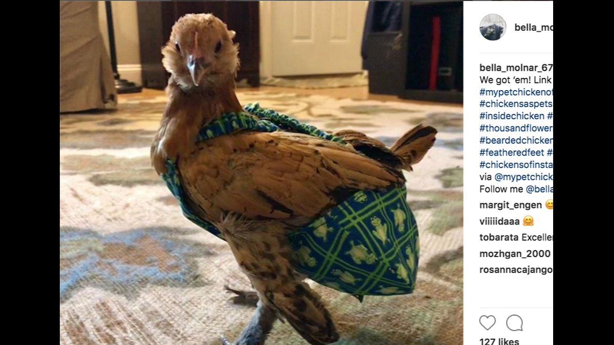 Social media is chattering about chicken diapers after a report highlighted the booming new industry. The diapers are stylishly designed and are marketed toward people who keep the birds as pets or in small urban coops.