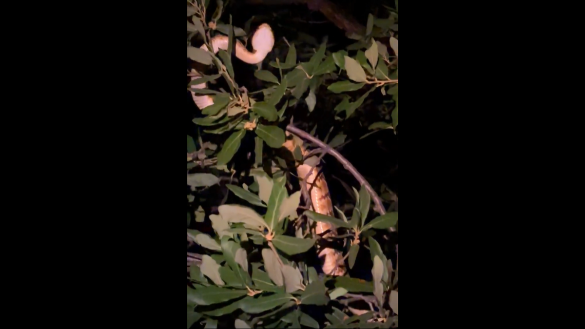 Black-tailed rattlesnake are known to climbing trees for safety, hunting and to regular body temperature, experts says.