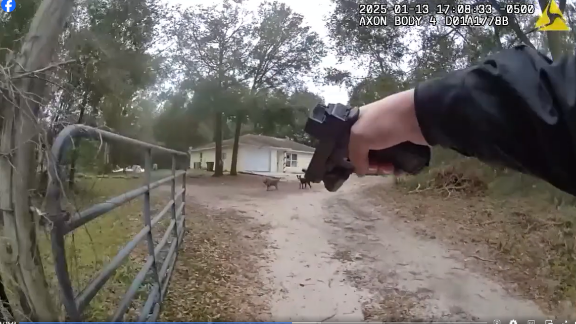 The Volusia County Sheriff’s Office shared video of the two dogs being found at property about a half mile away from the attack.