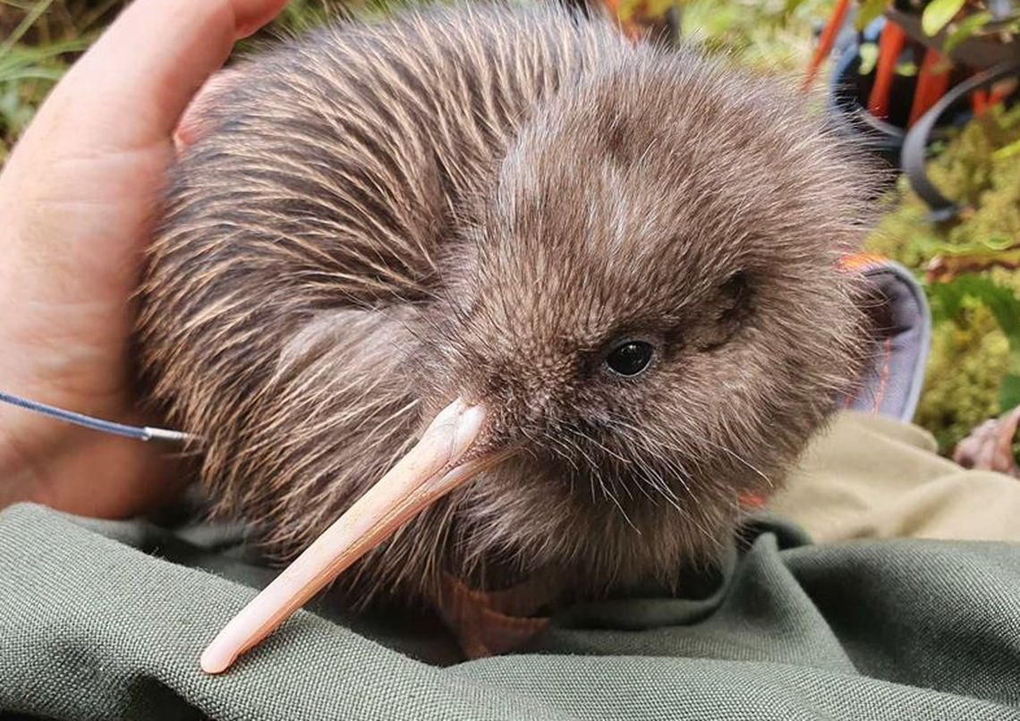 Rowi are the rarest species of kiwi bird and they are an incredibly endangered species.