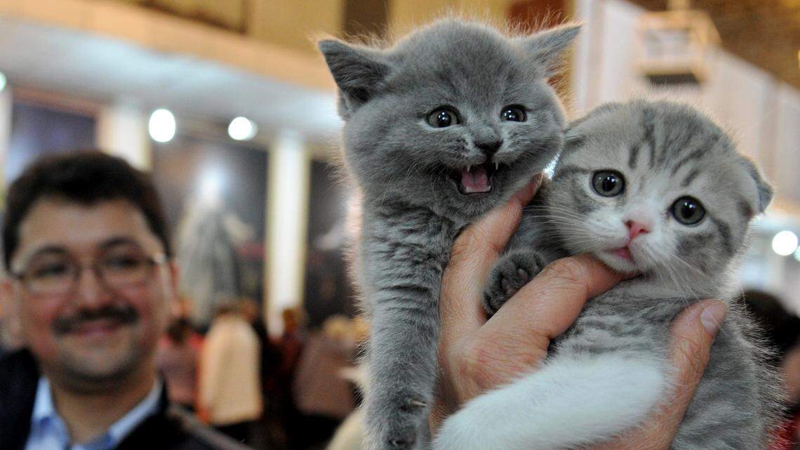 two scottish straight kittens