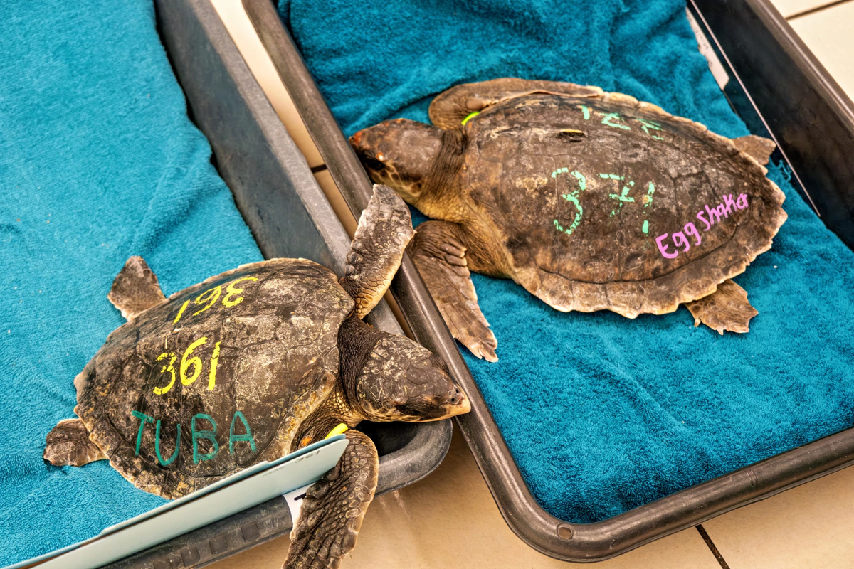 Two rescued Kemp’s ridley sea turtles at The Turtle Hospital are marked with identification numbers.