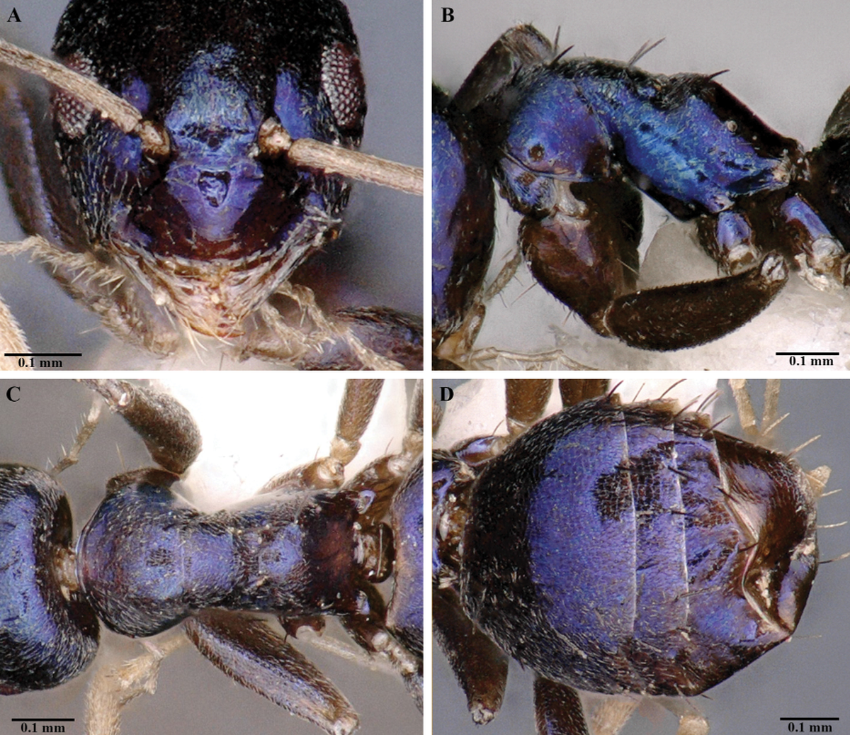 Researchers are unsure what role the blue color plays in the ants’ biology and environment.