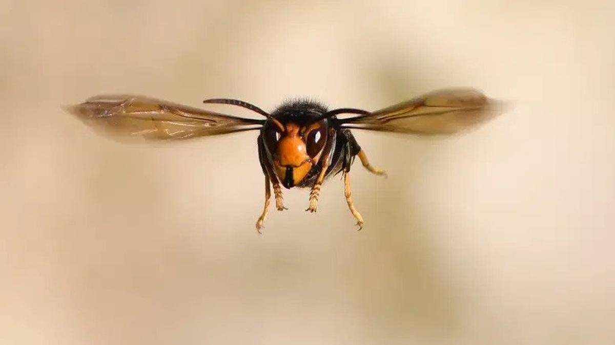 The so-called “Murder Hornet,” which can have a lethal sting, has made it from Asia to the United States.