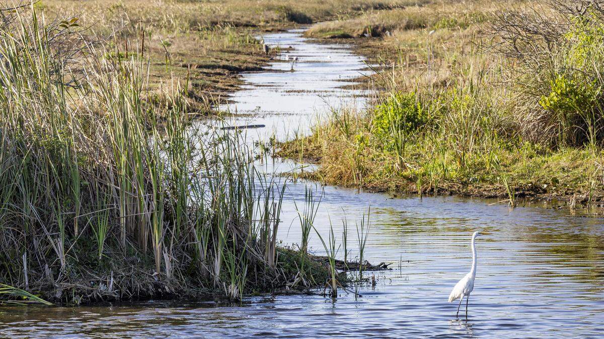A view of a Great Egret in the Florida Everglades on Tuesday, March 10, 2026. Florida is currently experiencing widespread drought, with conditions drier than usual for April.