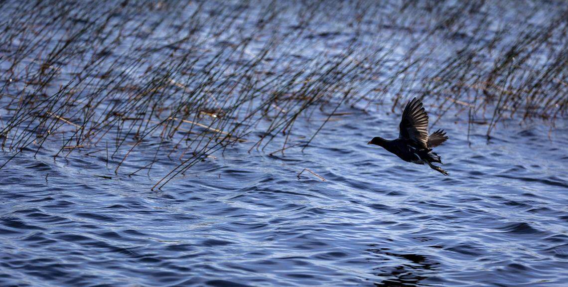 Water Conservation Area 2A west of Fort Lauderdale looks natural, but problems abound. Everglades restoration is designed to address some of these problems.