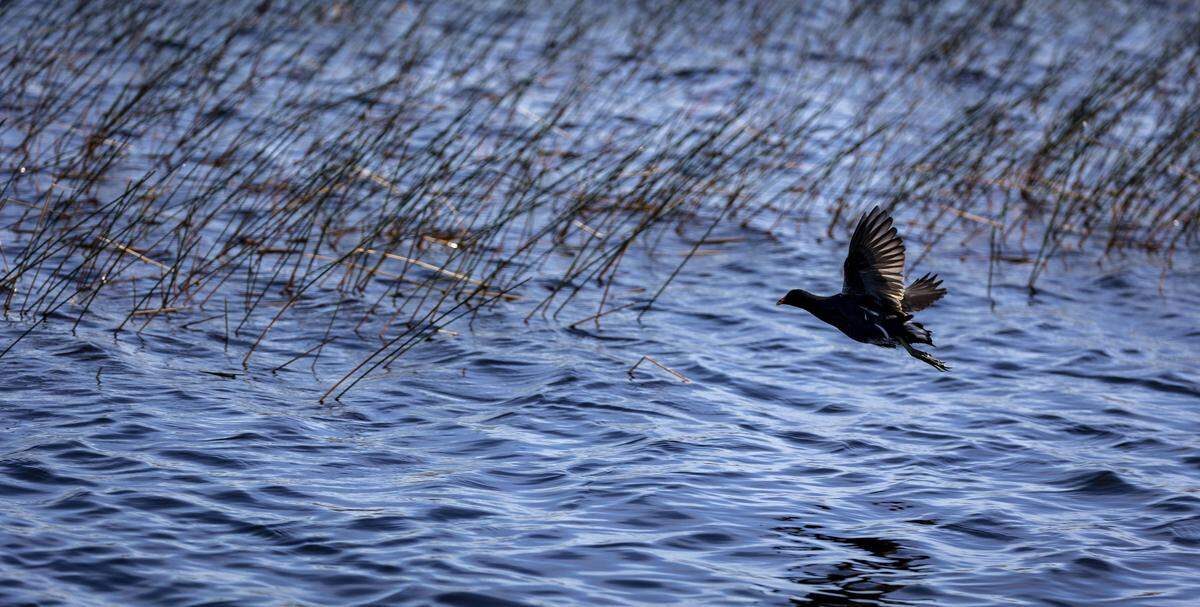Water Conservation Area 2A west of Fort Lauderdale looks natural, but problems abound. Everglades restoration is designed to address some of these problems.