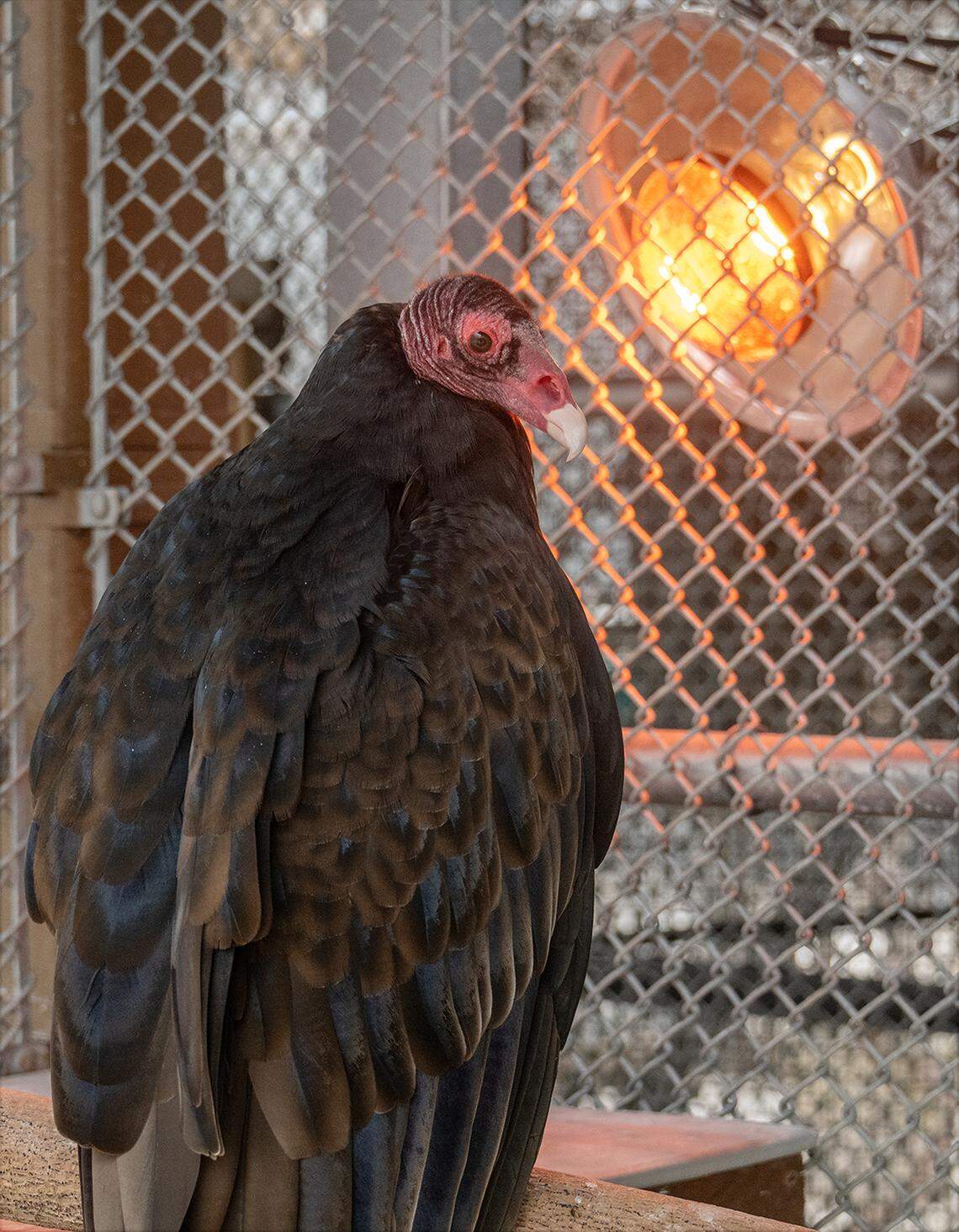 A turkey vulture gets heat inside his heated enclosure at Zoo Miami on Friday, Jan. 30, 2026. Zookeepers at the Miami-Dade attraction spent part of the day protecting some of its vulnerable animals from the coming drops of temperatures into the 30s on Sunday and Monday