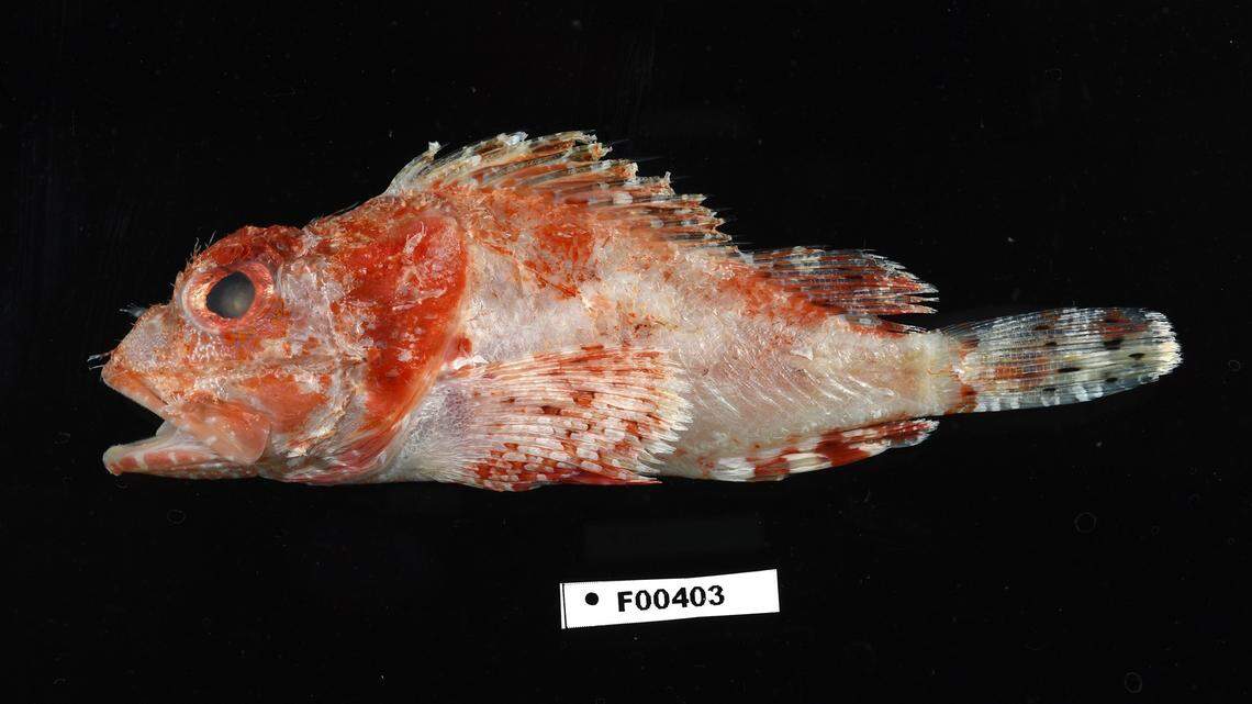 This is one of two stinging scorpionfish recently found off Florida. Both are uncommon in state waters.