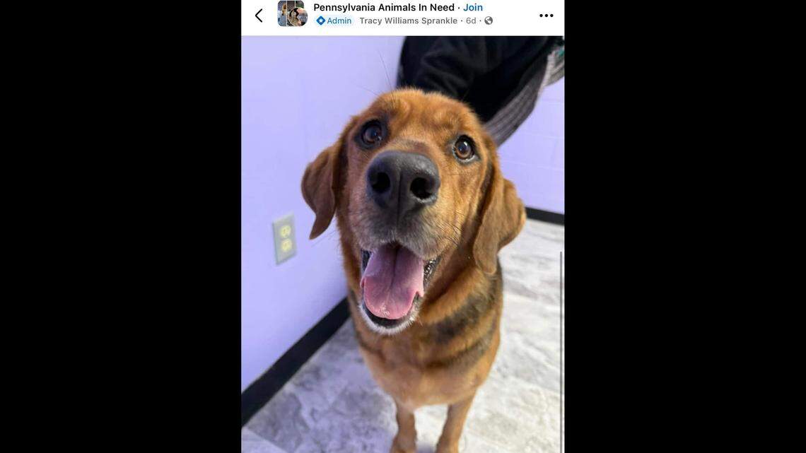 Duke is a happy boy who loves people.