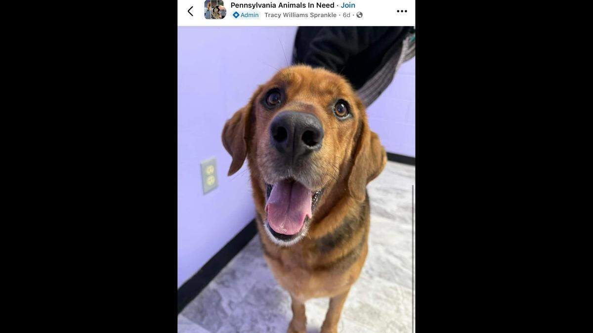 Duke is a happy boy who loves people.