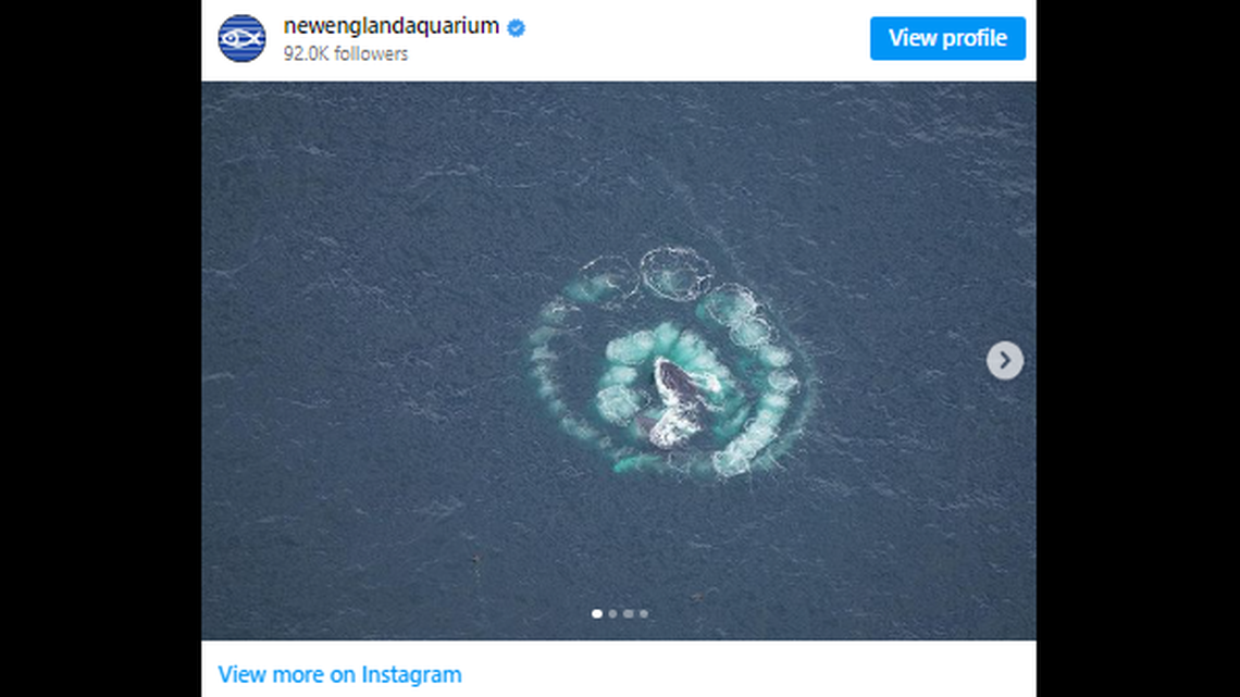 “Iconic” humpback whale Salt was spotted bubble-net feeding with three other whales off the coast of Martha’s Vineyard, the New England Aquarium says.