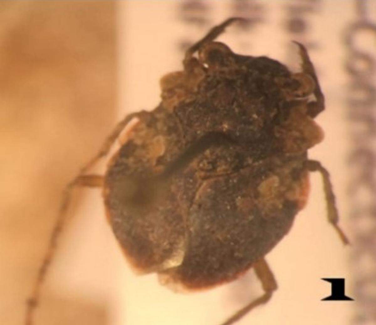 The toad bug, a small insect that resembles a toad in its features and habits, was discovered in two new states not previously known to live in, according to a new study.