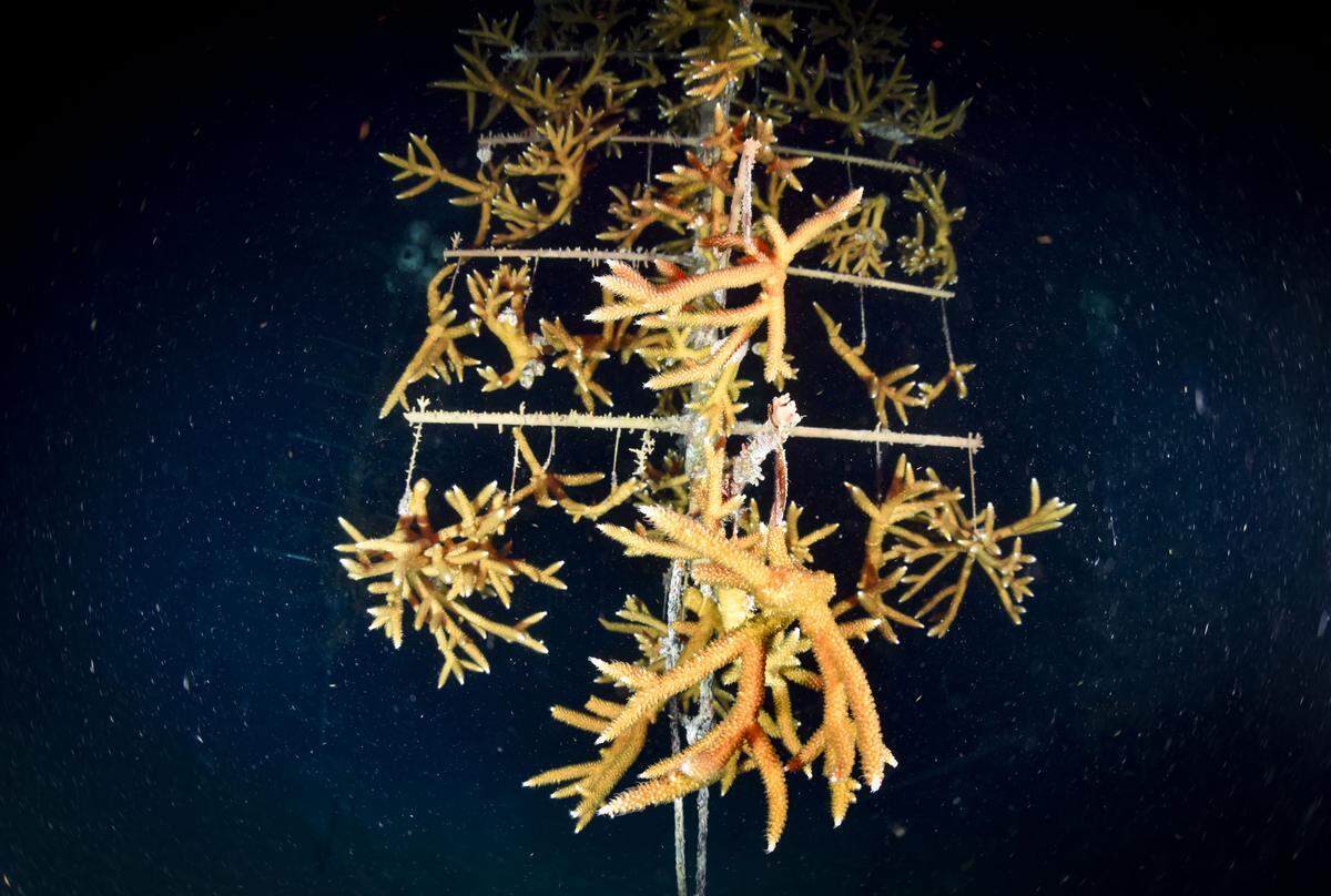 A tree of staghorn coral gets ready too spawn during the yearly coral spawning event on Tuesday, Aug. 12, 2025, at Spawning Alley, a nursery run by the Coral Restoration Foundation off of Key Largo, Fla. The bundles of egg and sperm work its way towards the top of the polyp to be released into the water column for mating, also called spawning.