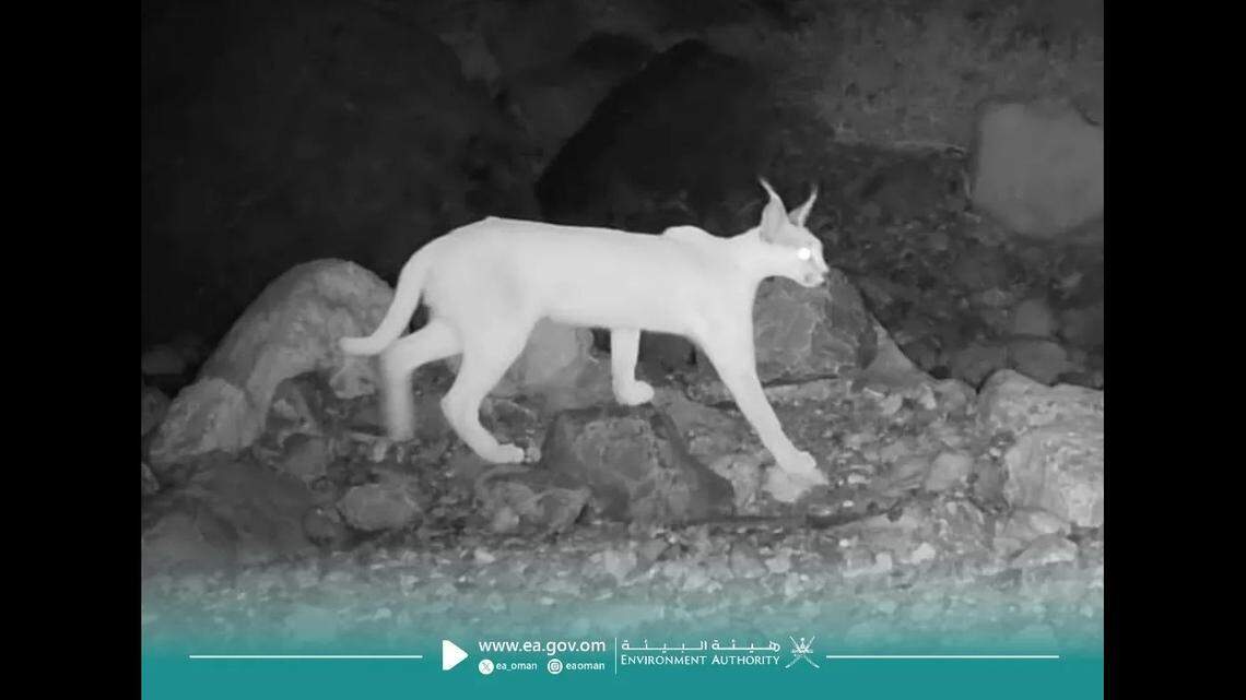 The creature was spotted in the mountains of Oman, officials said.