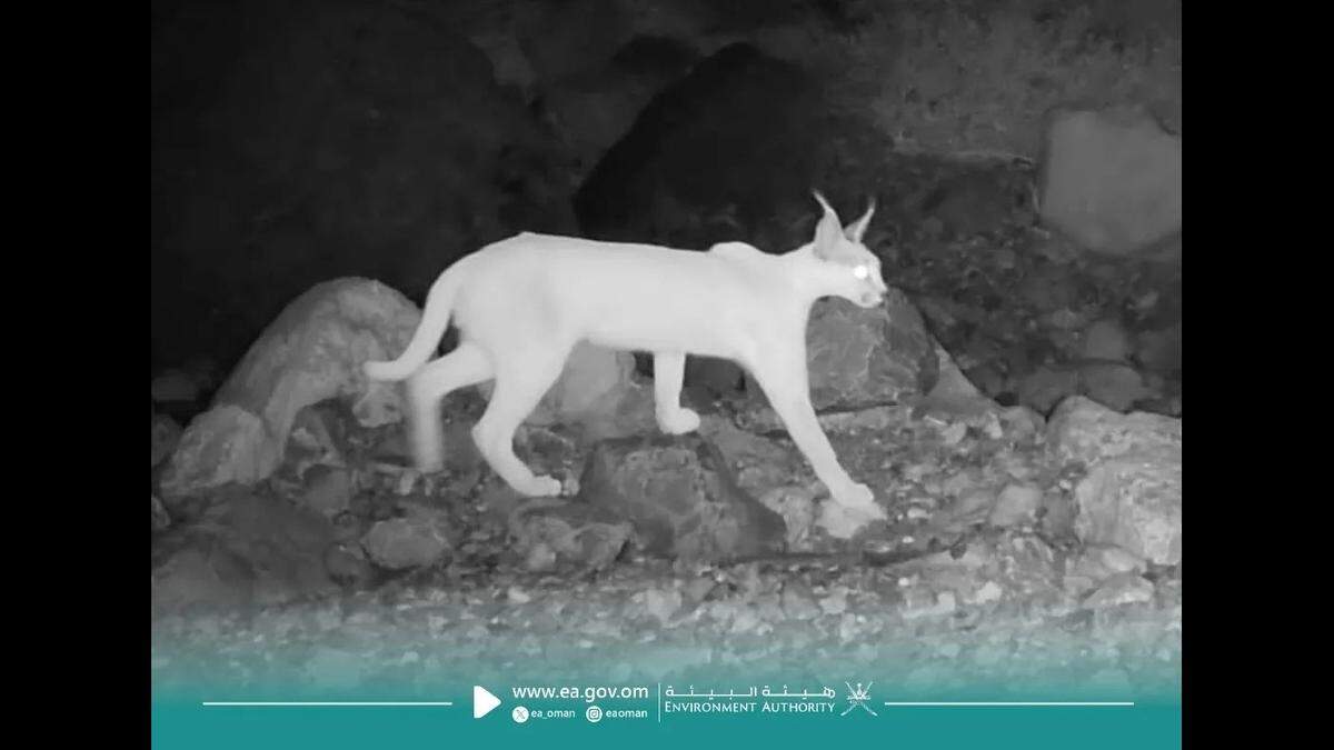 The creature was spotted in the mountains of Oman, officials said.