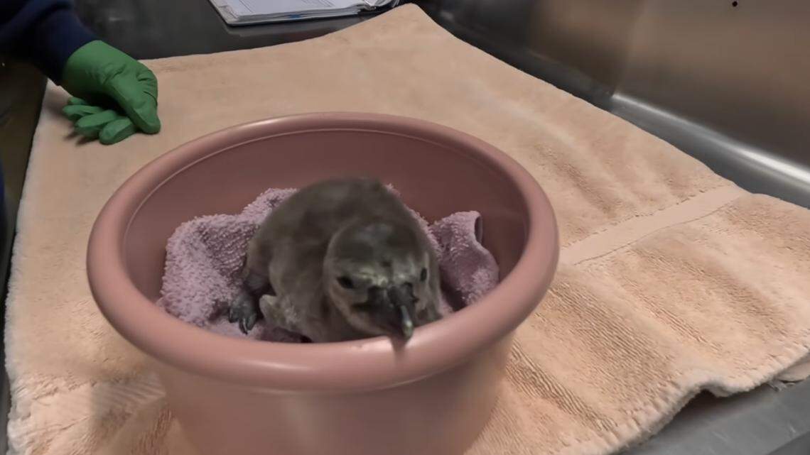 Oregon Zoo Hatches 2 Vulnerable Humboldt Penguin Chicks