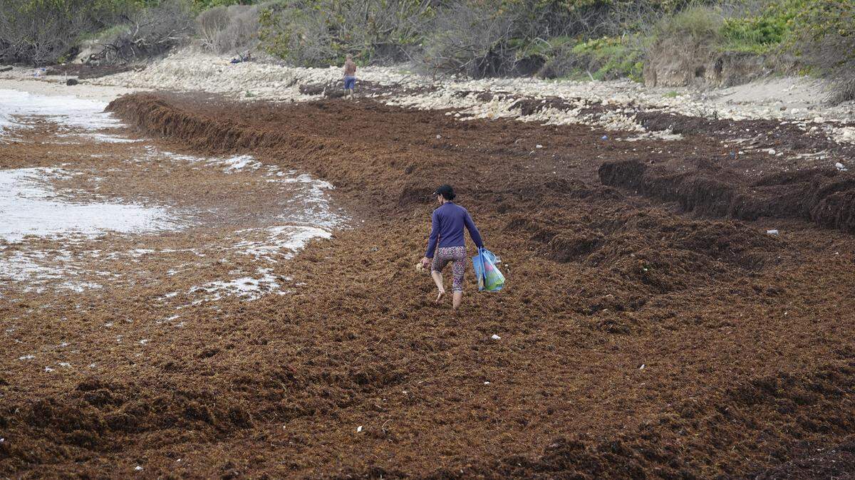 Mindy Borkson of Hollywood walks through a bed of seaweed washed up in Dania Beach earlier this summer. The surge of seaweed may have contributed to high bacteria readings on some beaches.