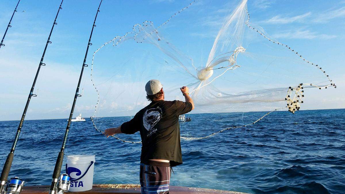 Hunter Barron throwing cast net: Catch 22 mate Hunter Barron throws a cast net to catch live pilchards for bait before heading out for dolphin.