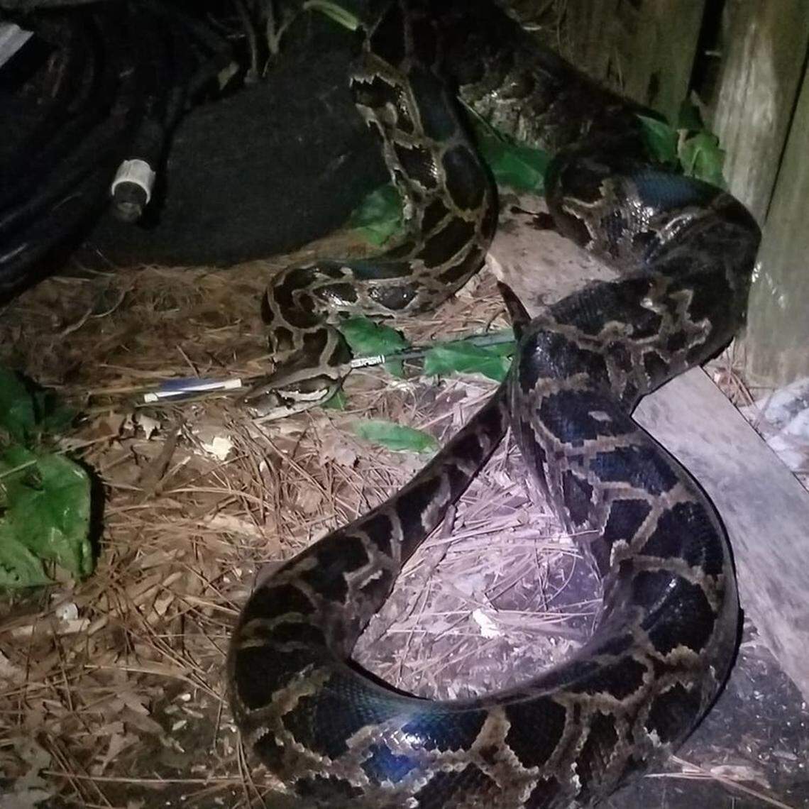 A North Florida resident discovered this 12-foot python in St. Augustine in June 2018. Source: EDDMappS