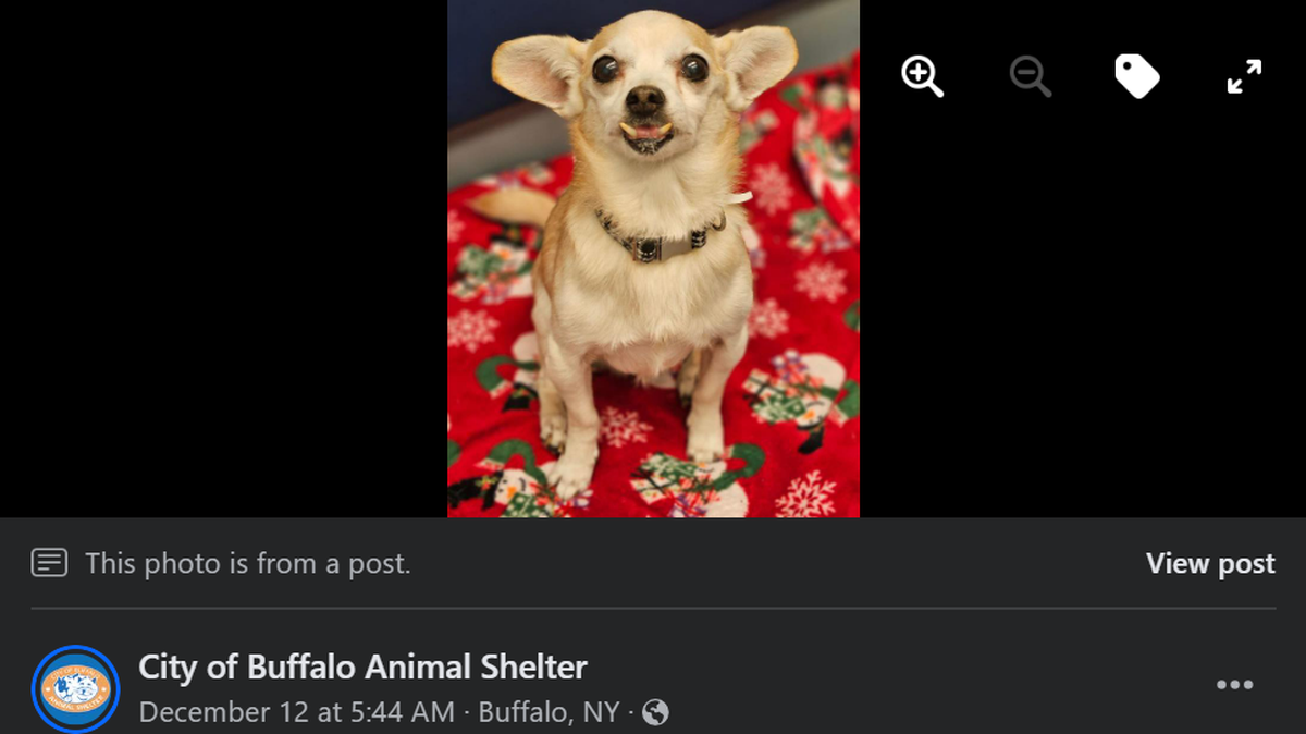 Eeyore the dog is up for adoption after he was found stray.