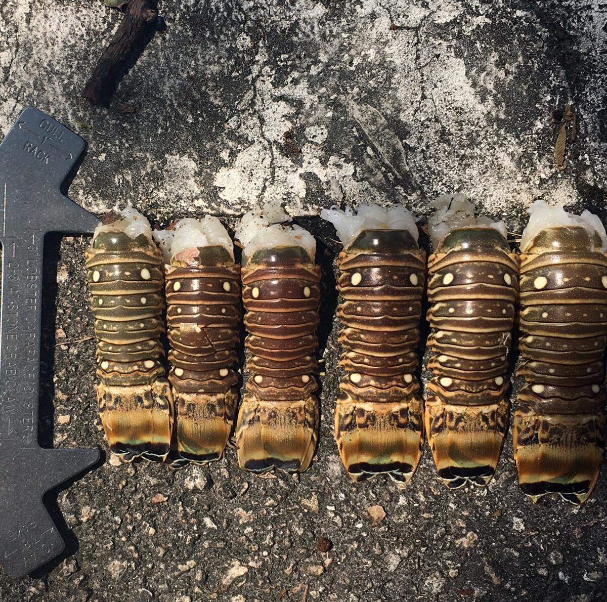 Monroe County Sheriff’s Office deputies arrested two Cocoa Beach men on a number of violations, including having wrung lobster tails.
