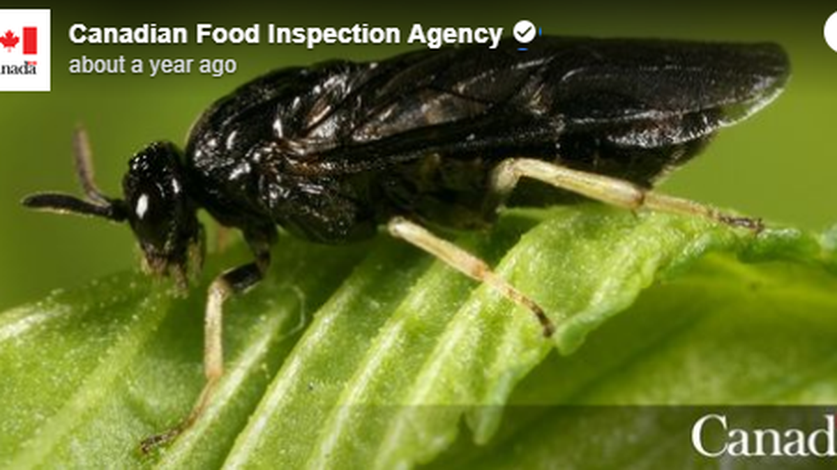 The elm zigzag sawfly had only been previously found in Québec, Canada in 2020 and Virginia in 2021.