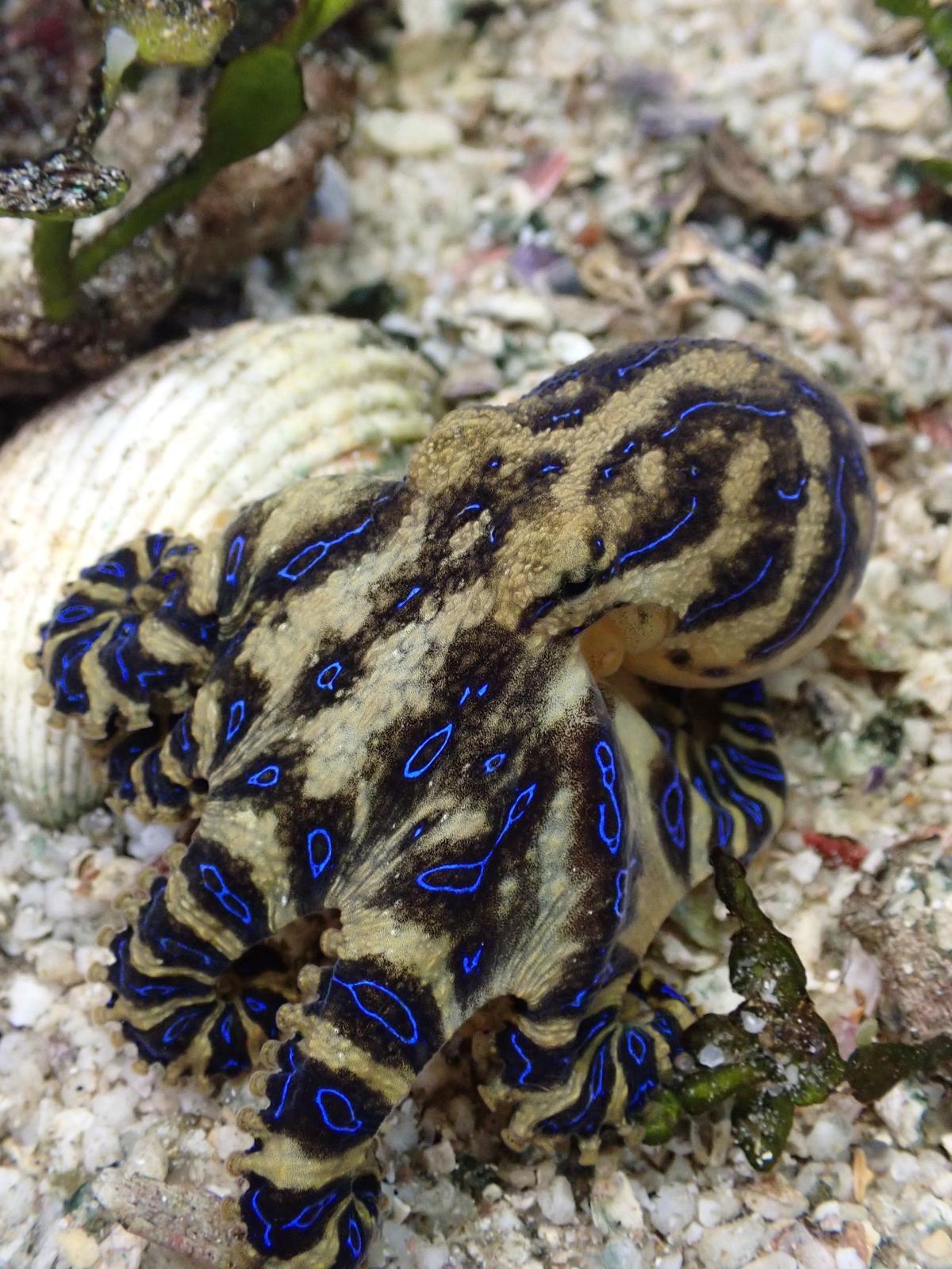 The octopuses are found on rocky seafloors in the western Pacific.