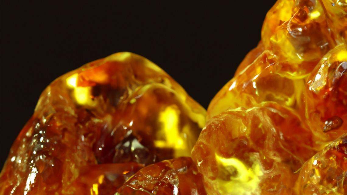 A piece of amber found in Myanmar was harboring a species new to science.