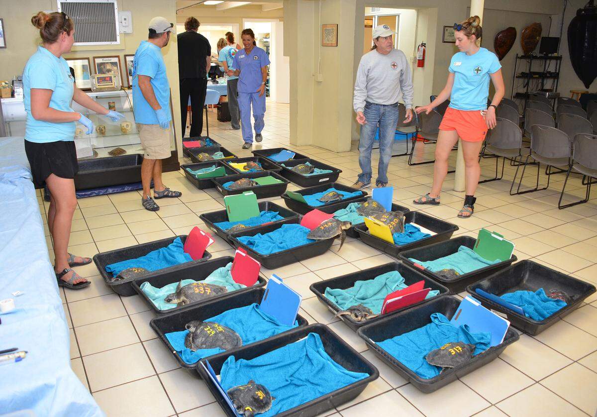 Staff members at the Florida Keys-based Turtle Hospital in Marathon look at a portion of a group of 32 cold-stunned Kemp’s ridley sea turtles after they were flown to the subtropical Keys Tuesday, Dec. 11, 2018. Once the sea turtles are healthy enough to be released, they are to be returned to warmer waters off Florida.