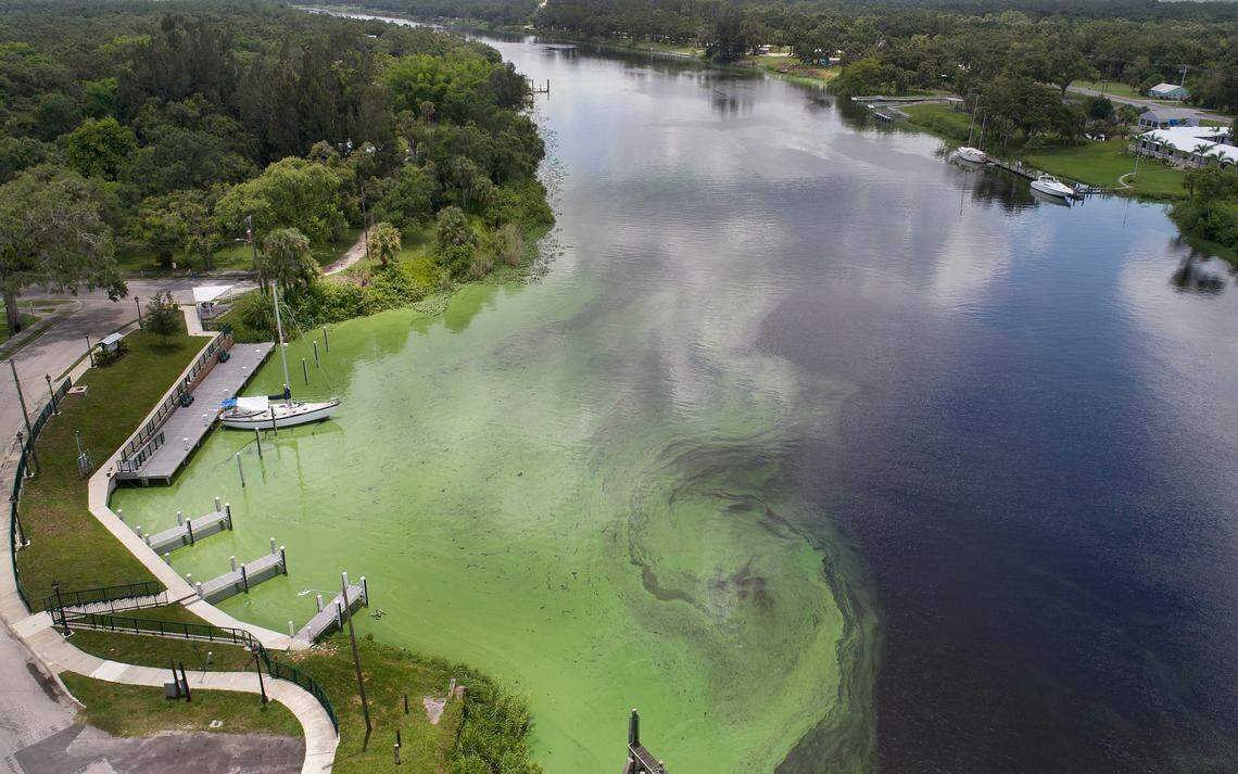An algae bloom across much of Lake Okeechobee spread to the Caloosahatchee River, where it floated in smelly, slimy mats near LaBelle over the summer.
