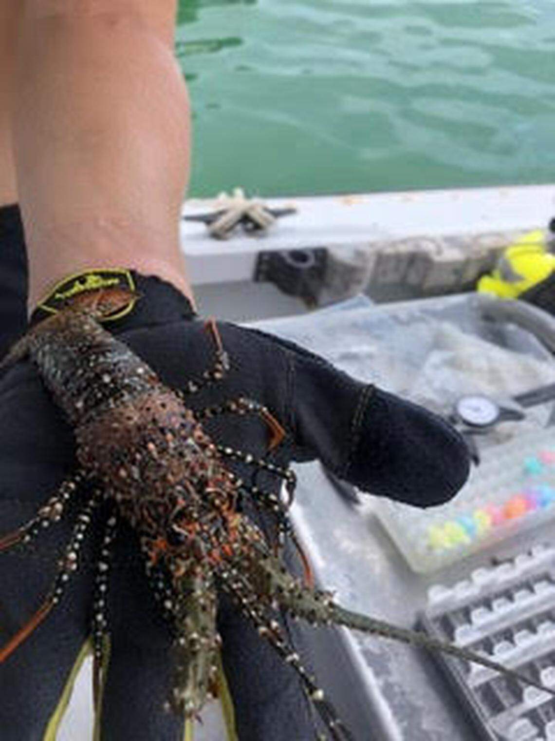 The spotted lobster, on the left, isn’t a regular commercial or recreational target in Florida. But new studies by the Florida Fish and Wildlife Conservation Commission suggest it’s important to protecting declining corals on Florida’s reef tract.