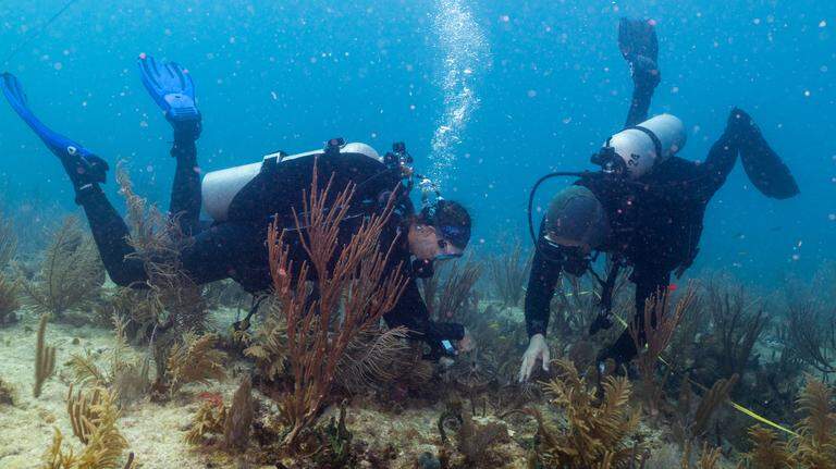 Corals keep cooking in climate-heated seas. These crossbreeds may keep hope alive