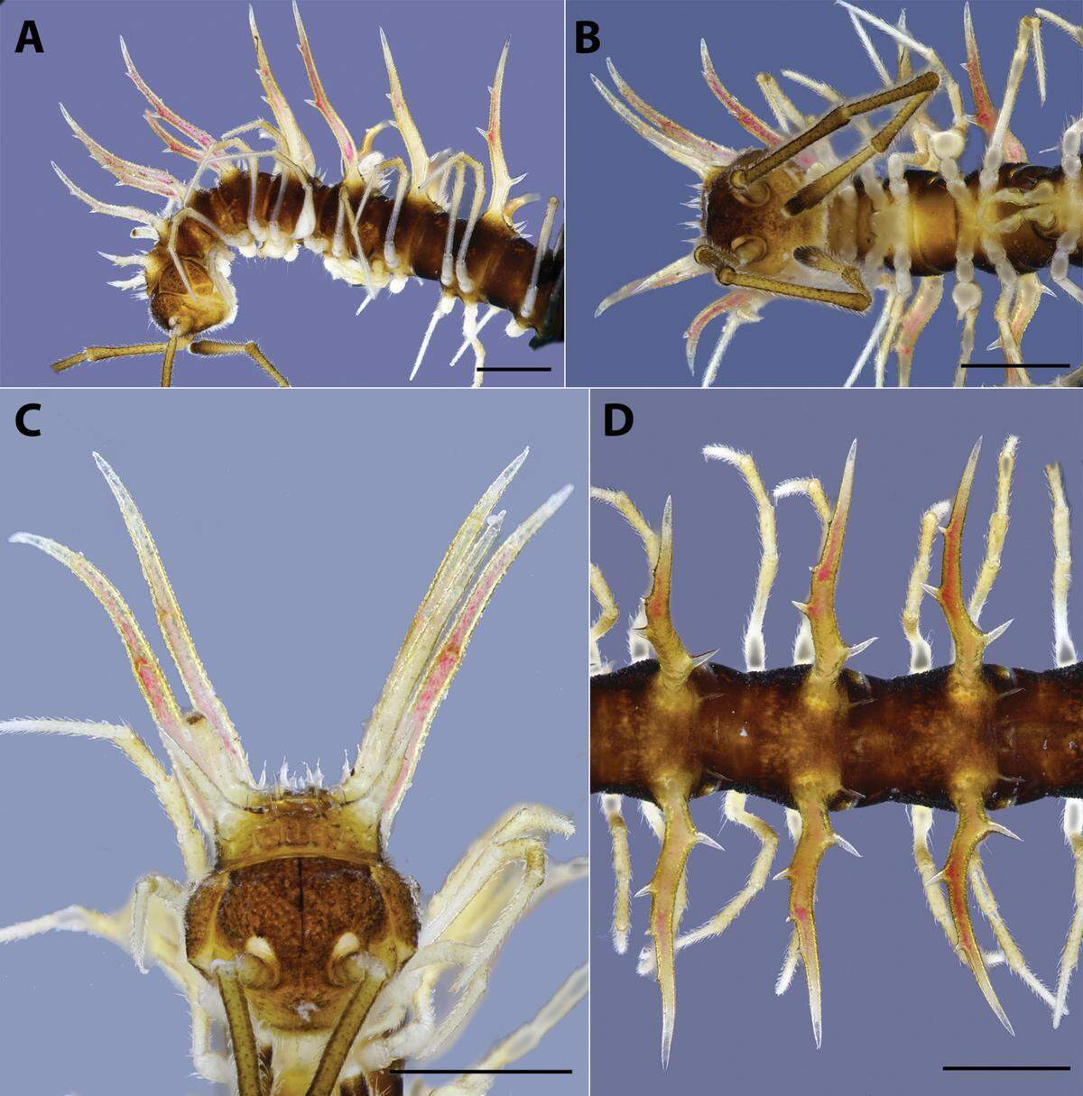 The piccolo dragon millipede has spots of pink on their spiny backs.