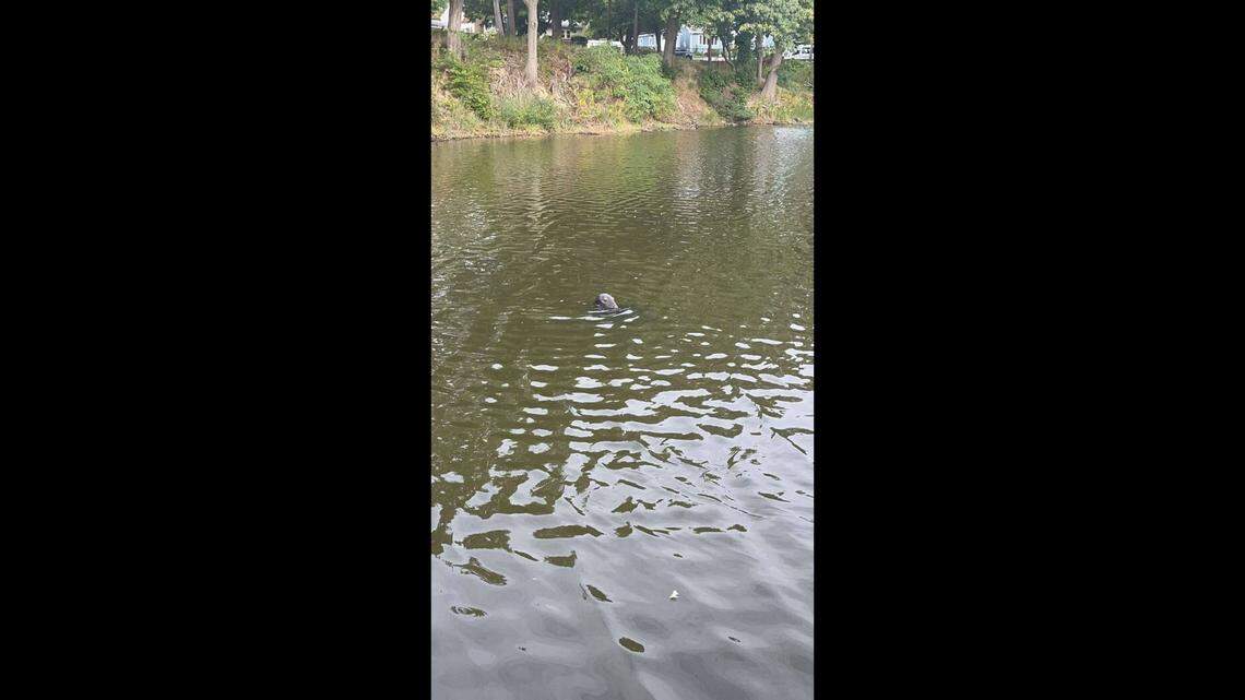 Shoebert appeared in Shoe Pond on Sept. 15, according to NOAA Fisheries New England/Mid-Atlantic.