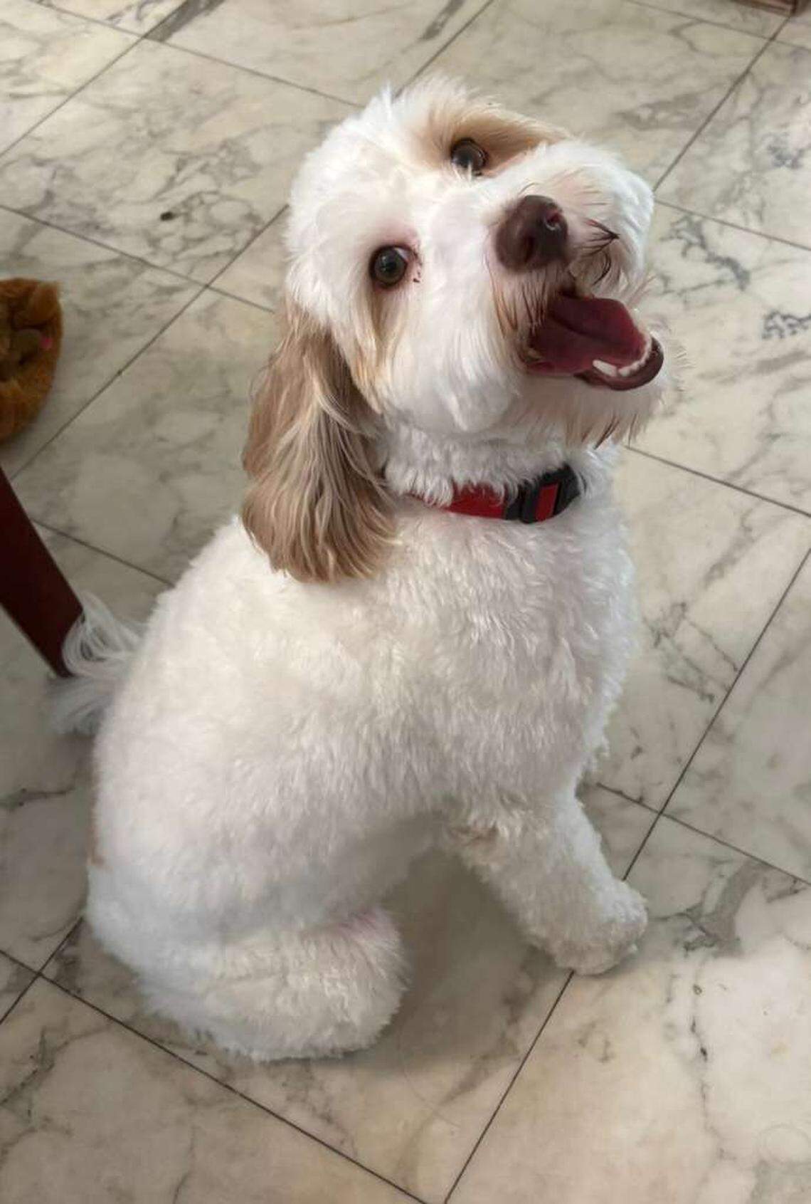 Nightingale Ngo’s Australian labradoodle Amadeus lives in Pinecrest and “loves bedtime and tells me when it’s time for me to put him in his crate,” his owner said. Amadeus placed third in the Miami Herald’s Cutest Dog contest.