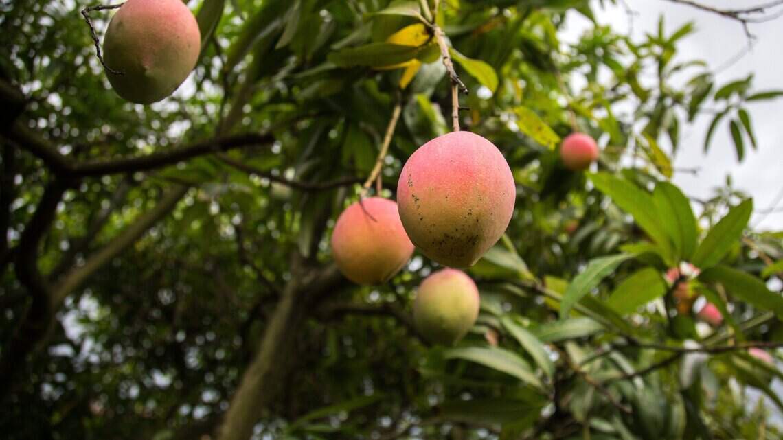 Can you take fruit from your neighbor’s tree in Miami? Here’s what to know