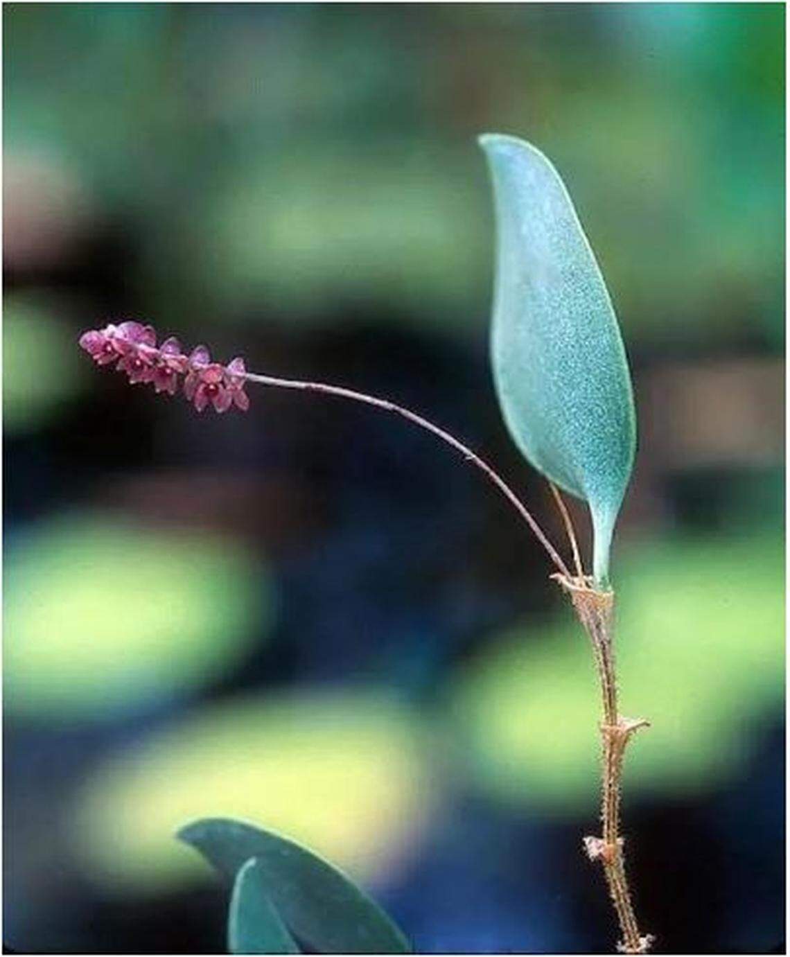 Lepanthopsis melanantha