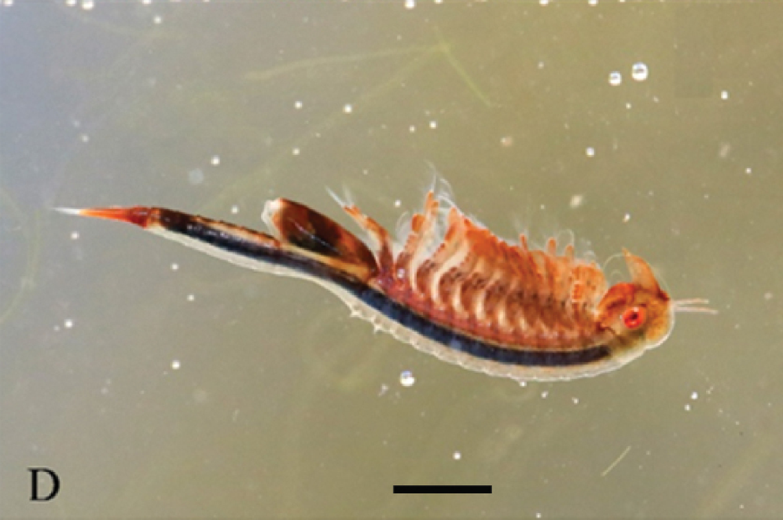 A female Parartemiopsis shangrilaensis, or Shangri-La fairy shrimp, swimming on its back.