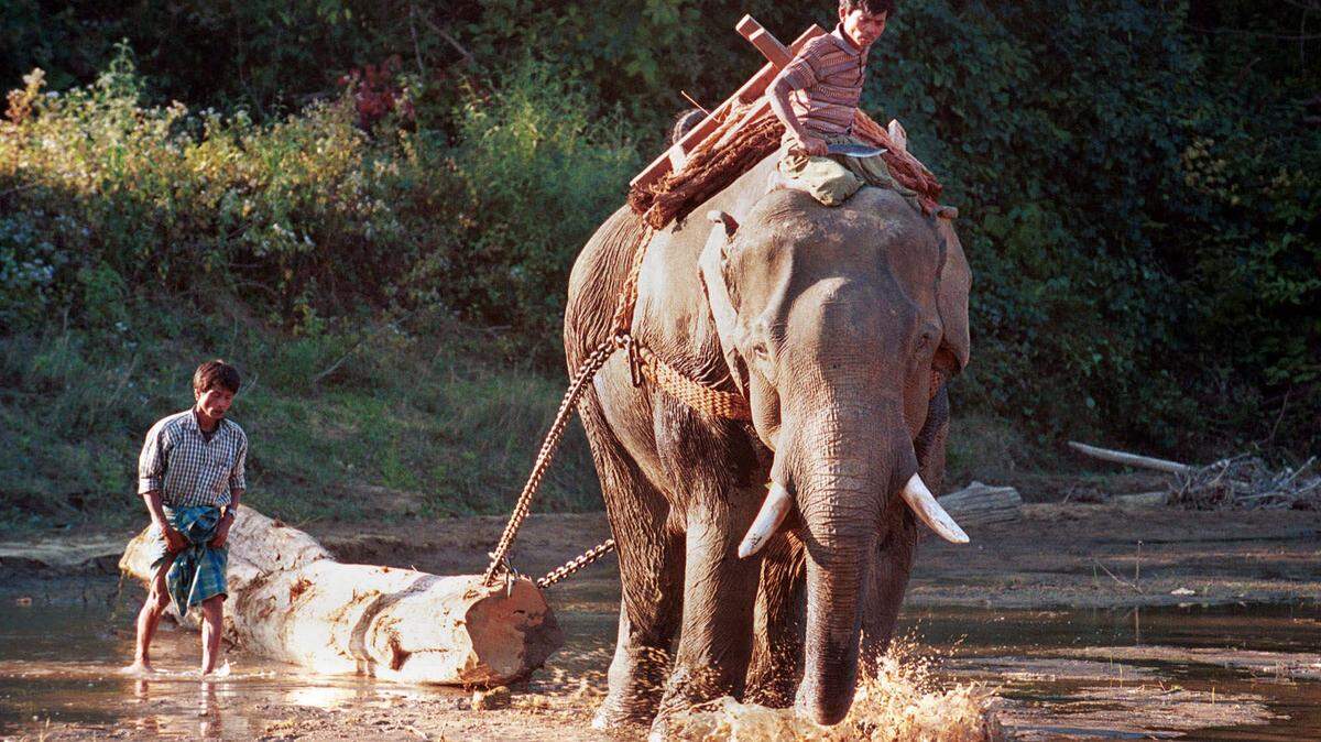 A Myanmar logging elephant pulls a teak log across a shallow stream on Jan. 15, 2001, near Shwe Pyi Aye camp in the jungles of central Myanmar.