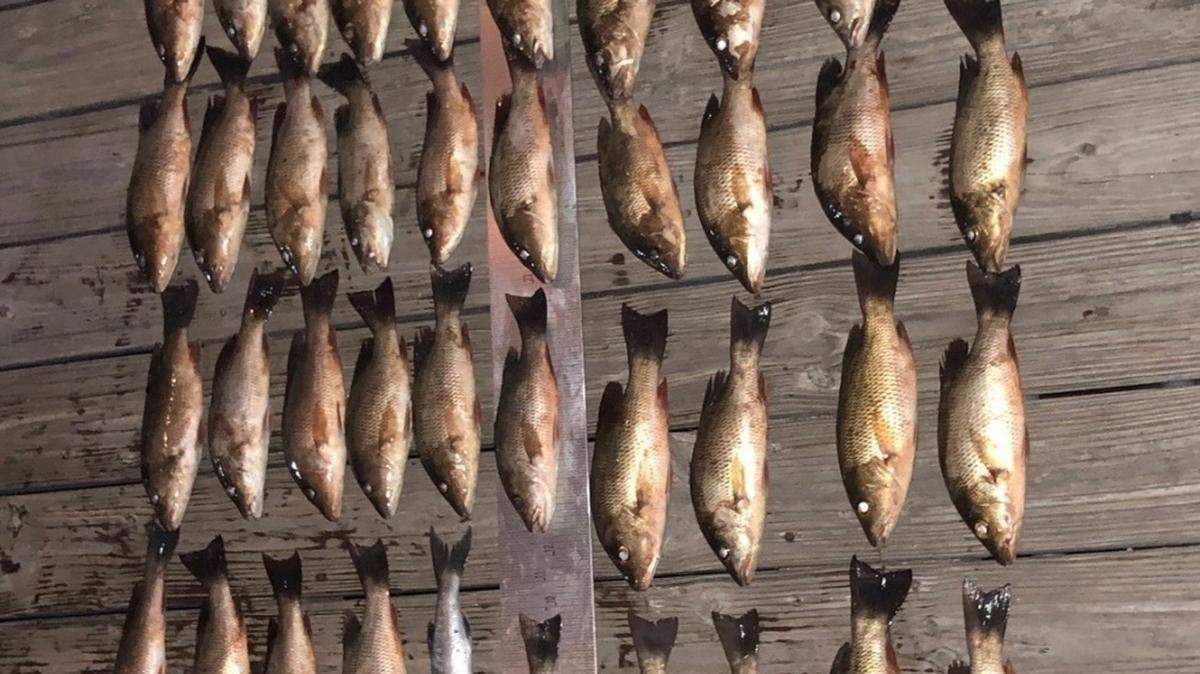 Mangrove snappers lie on the deck of a recreational vessel, July 9, 2018, near Blackwater Sound, Florida. The joint-boarding performed by the Coast Guard and Florida Fish and Wildlife Conservation Commission officers resulted in the catch being seized.