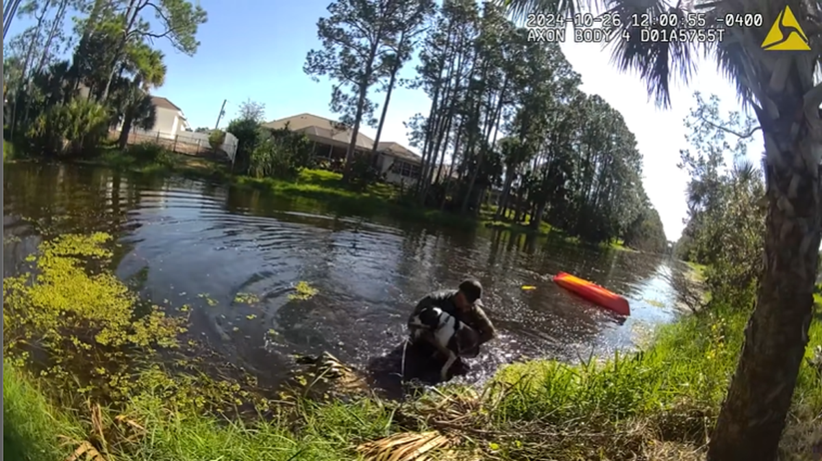 Body camera footage shows a Florida deputy kayaking to get near a dog struggling in a canal, then jumping in to save it.