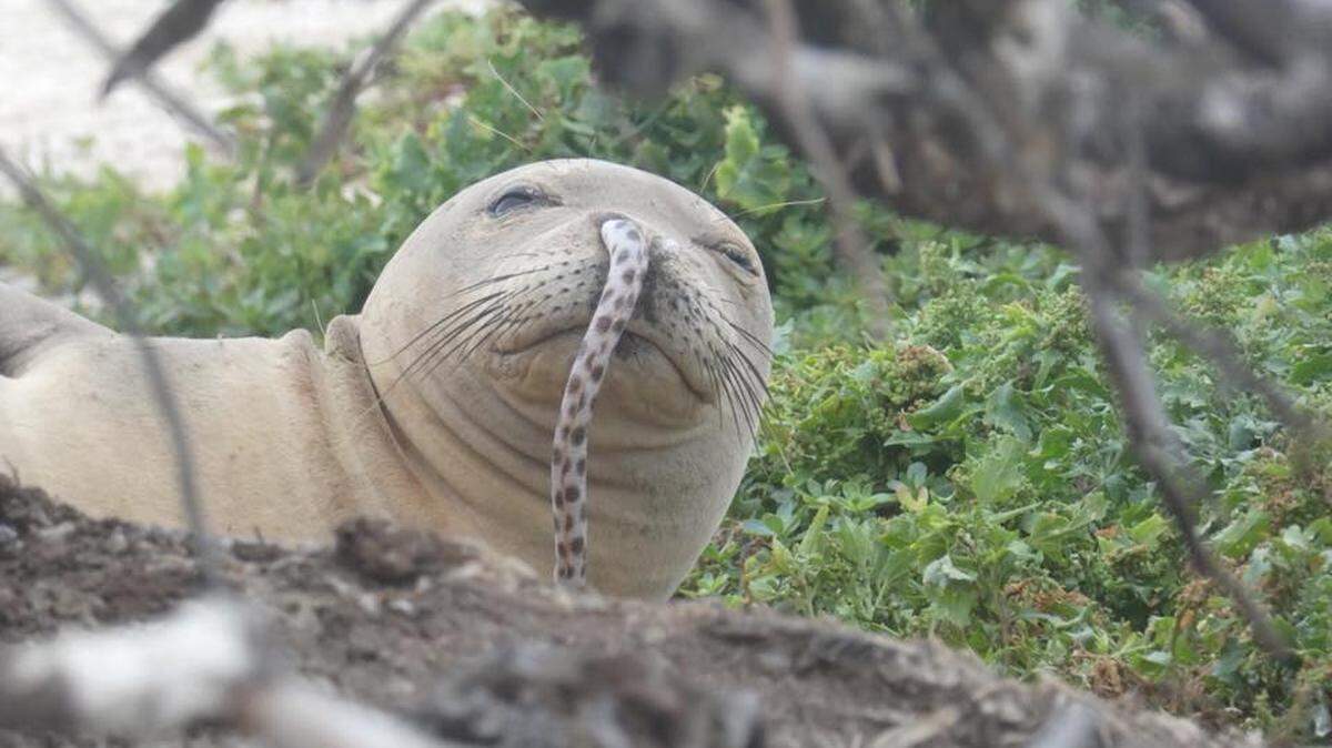 Researchers in Hawaii spotted a monk seal with an eel stuck in its nostril and snapped a picture. They say this happens sometimes, and they have two theories as to why. The eels have always been removed.