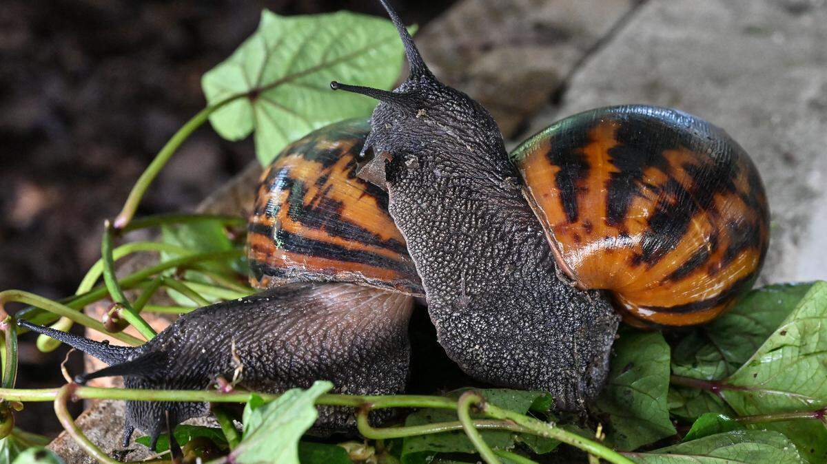 Snails are seen at a snail farm in Azaguie on November 23, 2023. The use of pesticides and regular deforestation in Ivory Coast where nearly 90% of forests have disappeared in 63 years mainly due to agricultural exploitation are fatal to the wild snails, the number of which is decreasing more and more from year to year. Livestock farms for snails of various sizes are increasing. Today there are some 1,500 throughout the country. The flesh of the snails, very popular with the Ivorians and in the neighboring countries of the Gulf of Guinea, is eaten with a spicy sauce or grilled on skewers, the slime is used to make soap, shower gel or ointment, while the powder of the shell is used in the manufacture of other cosmetics, pharmacopoeia and animal feed. (Photo by Issouf SANOGO / AFP) (Photo by ISSOUF SANOGO/AFP via Getty Images)