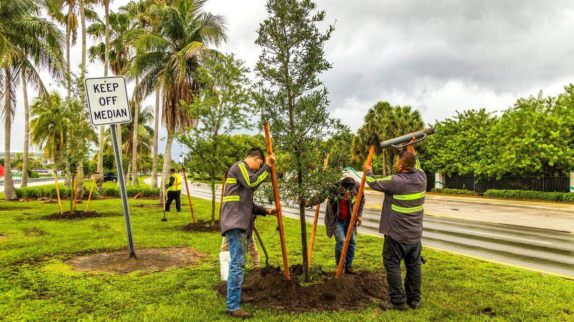 Workers plant oak trees in Miami Gardens, in this file photo, as part of Miami-Dade County Parks and Recreation tree program to increase the county’s tree canopy to benefit our environment on June 6, 2023.