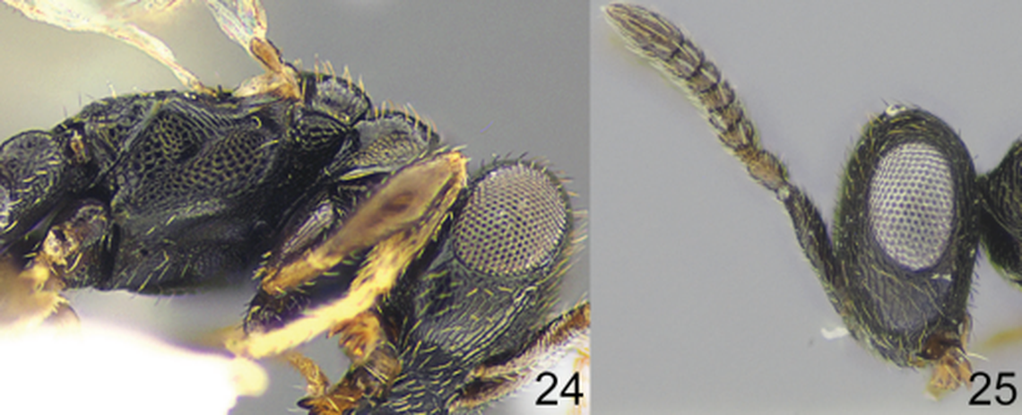 The new species is a type of pteromalid wasp, which has parasitic young, according to the study.
