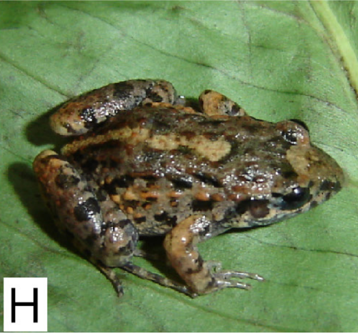An Adenomera guarani frog, or Guaraní leaf-litter frog, sitting on a leaf.