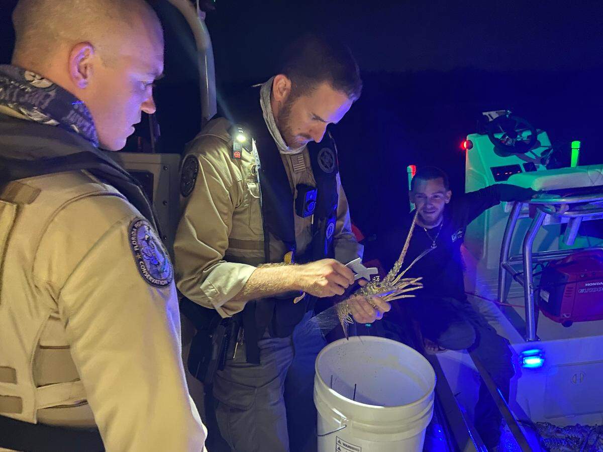 Florida Fish and Wildlife Conservation Commission Lt. Paul Hein watches Officer Joshua Stallings measure a spiny lobster in the waters off the Florida Keys Wednesday, July 28, 2021.