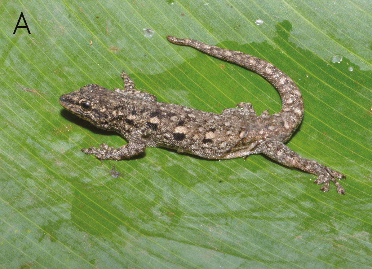 A Lygodactylus karamoja, or Karamoja dwarf gecko.