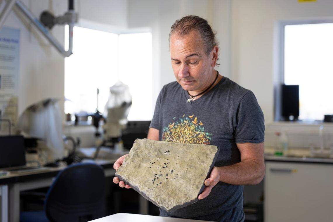 The fossil was discovered by Stig Walsh.